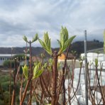 Hortenzia metlinatá (Hydrangea paniculata) ´VANILLE FRAISE´® - výška 160-170 cm, kont. C5L - NA KMIENKU